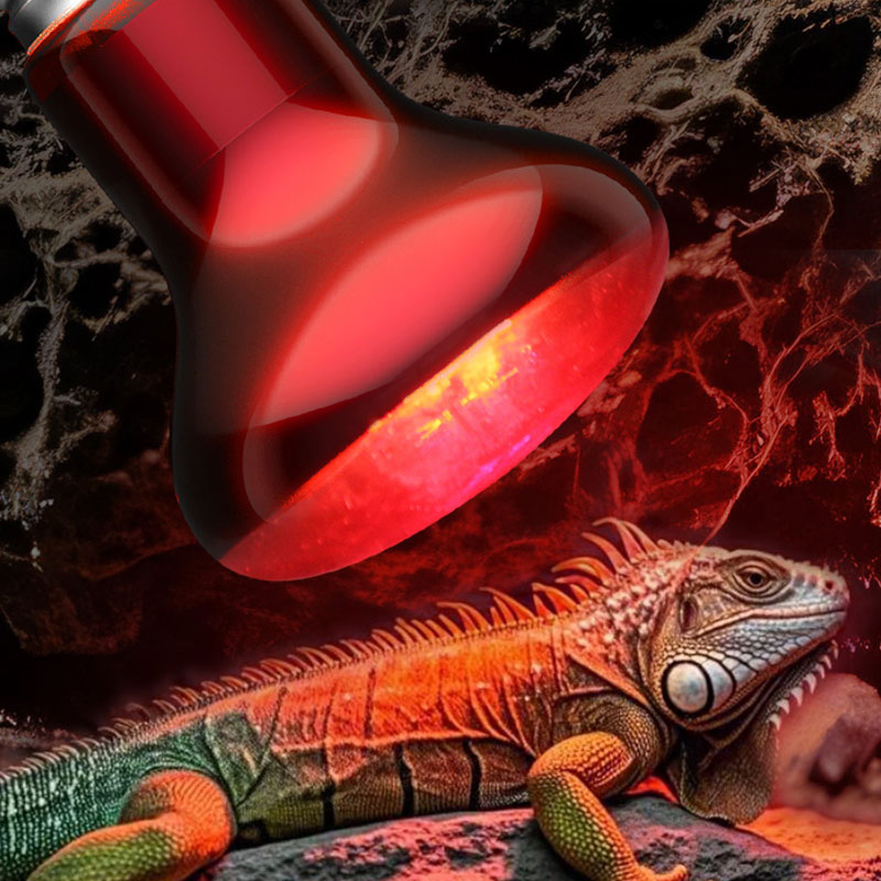 Reptile Heat Lamp 100V/220V In - Gecko Lighting & Decor 评论和价格