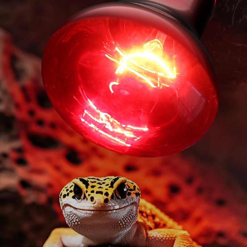 Reptile Heat Lamp 100V/220V In - Gecko Lighting & Decor 评论和价格