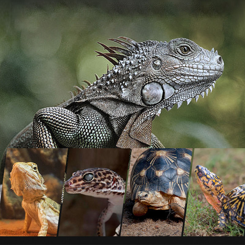 Reptile Heat Lamp 100V/220V In - Gecko Lighting & Decor 评论和价格